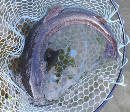 今シーズン3匹目のイトウをキャッチ！ ～フィッシングパーク高島の泉～